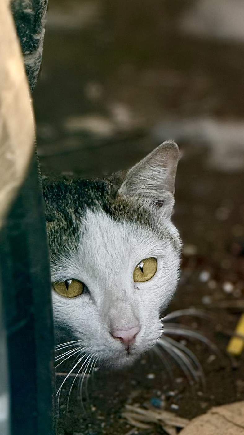 The Watcher — Street · Animal photograph by Sehajveer Singh
